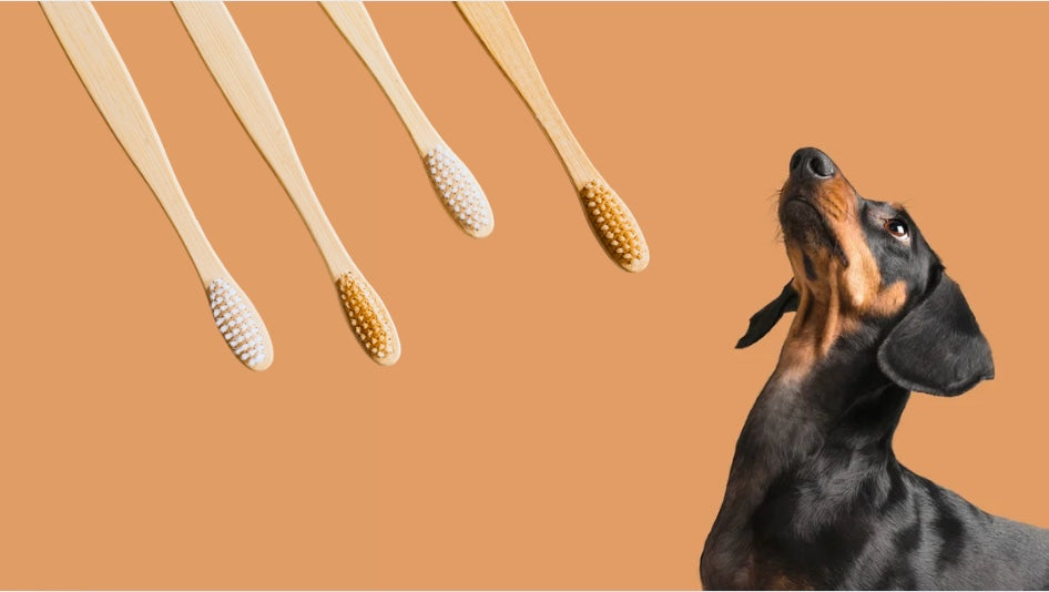 Dental treats for small dogs: sizes, textures and safe chew time