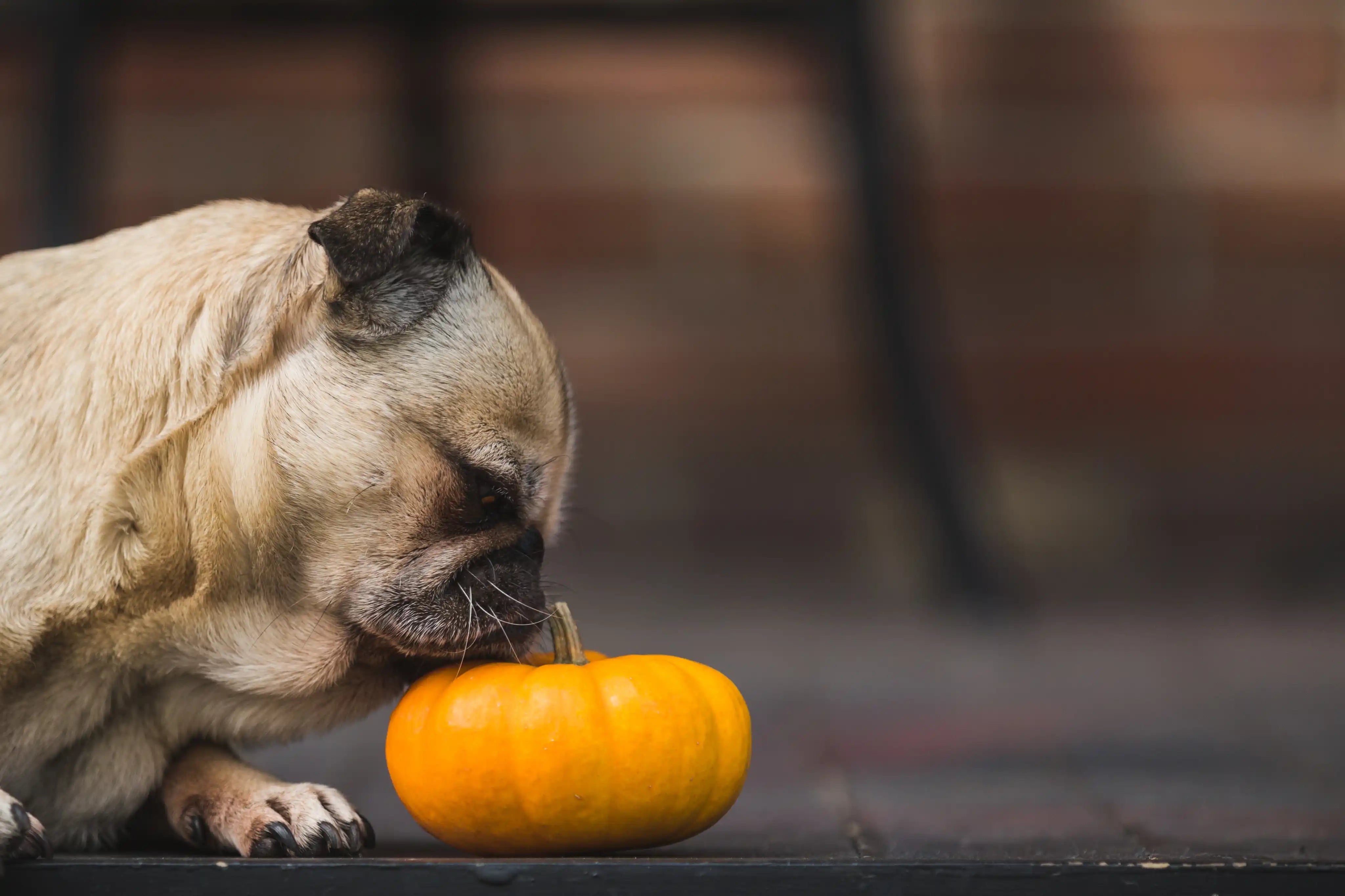 Pug dog sniffing a small pumpkin with a blurred brick wall background