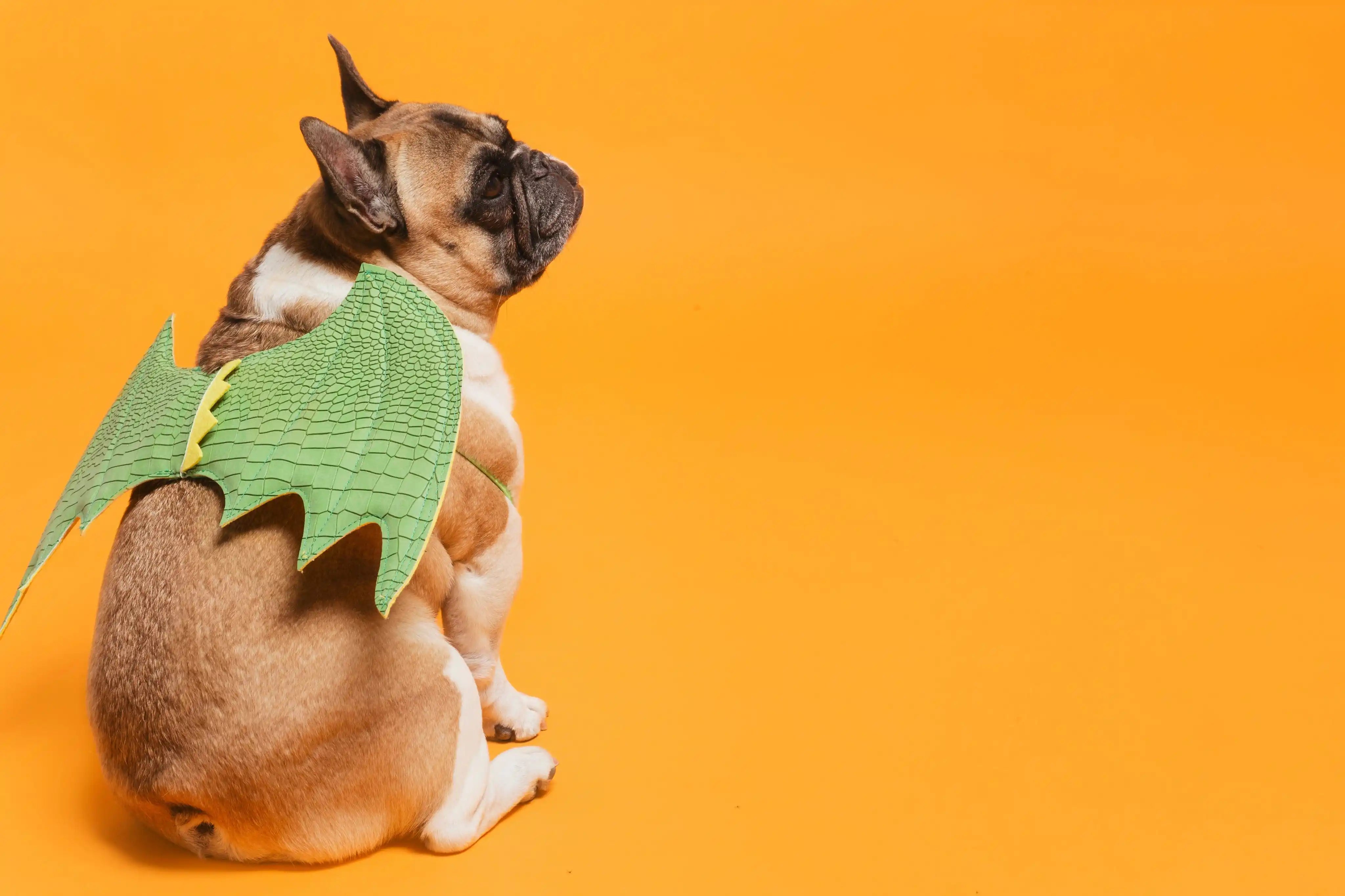Dog wearing a green dragon costume on an orange background