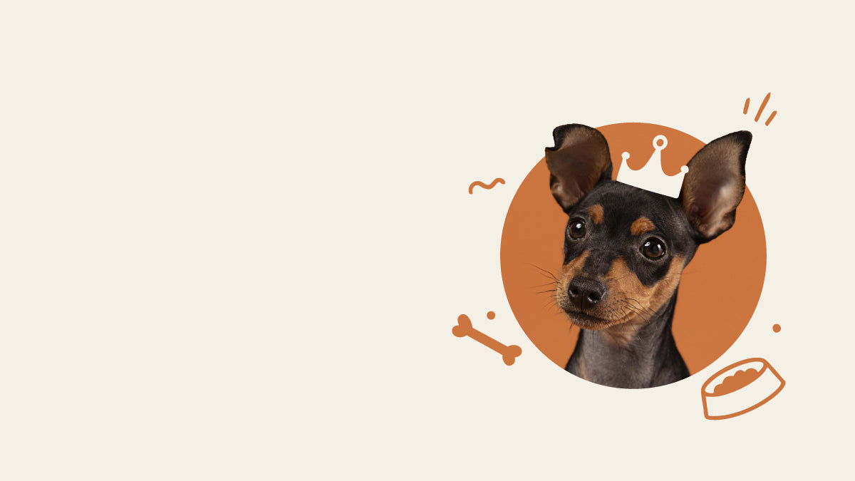 Small black and tan dog in an orange circle with a crown and treat icons on a beige background