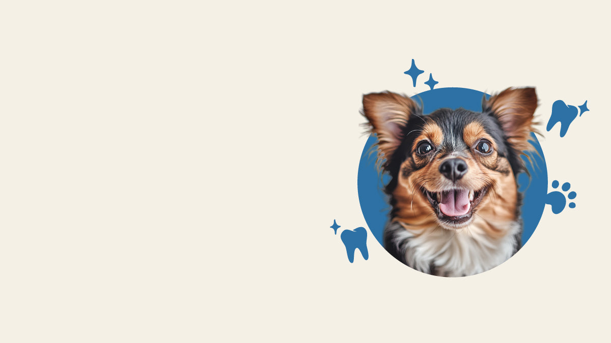 Smiling small dog in a blue circle with tooth and paw icons on a beige background
