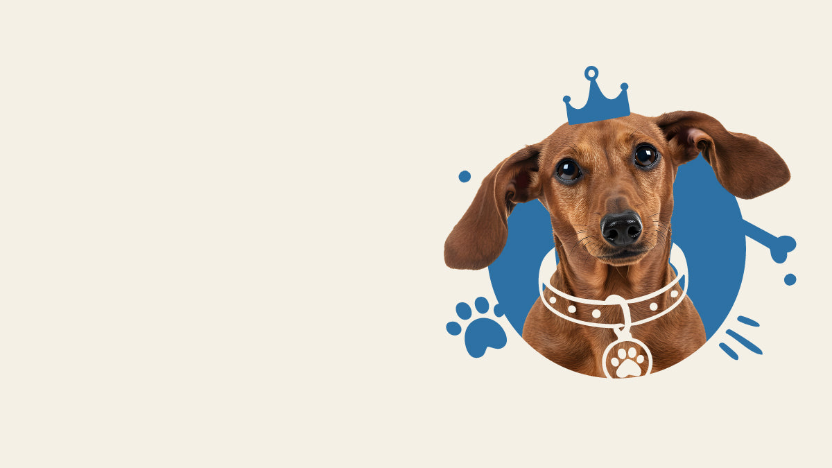 Small dachshund in a blue circle with a crown and collar illustration on a beige background