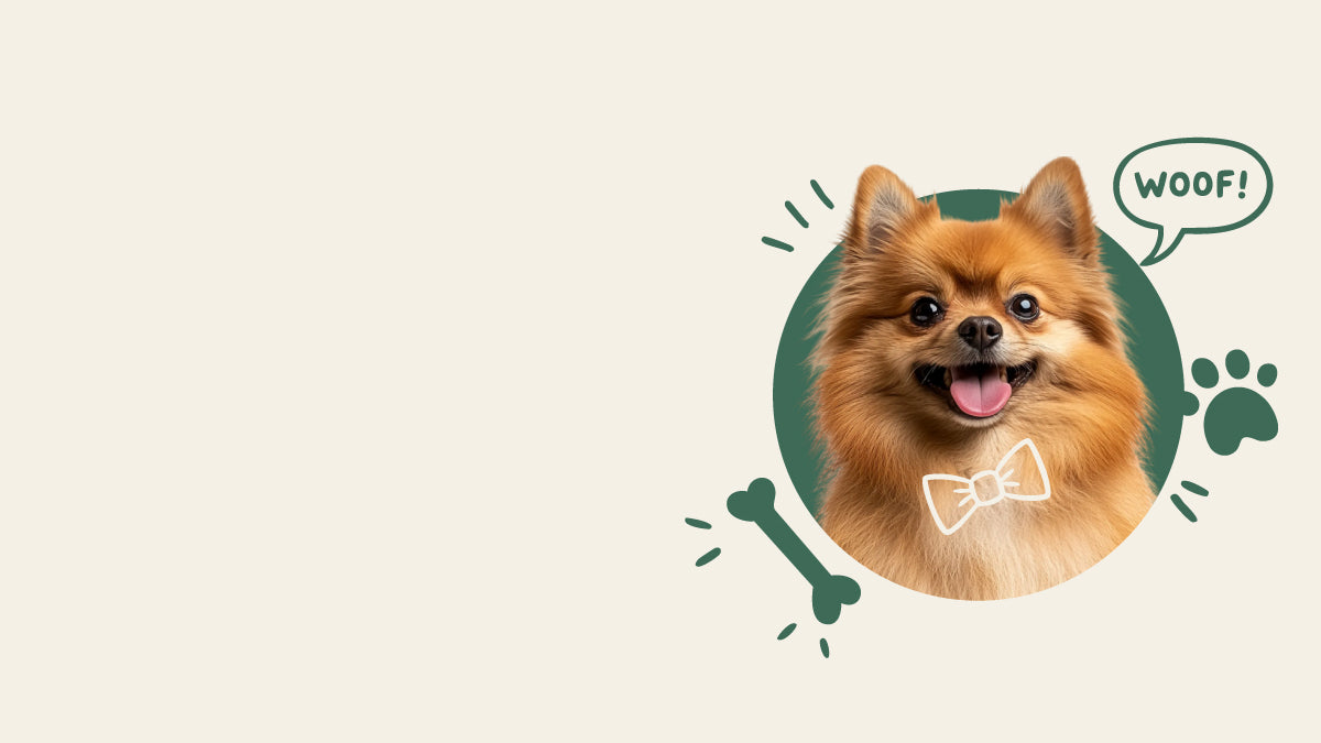 Pomeranian dog with a 'Woof!' speech bubble on a beige background. Shop dog treats for puppy – Nibblie