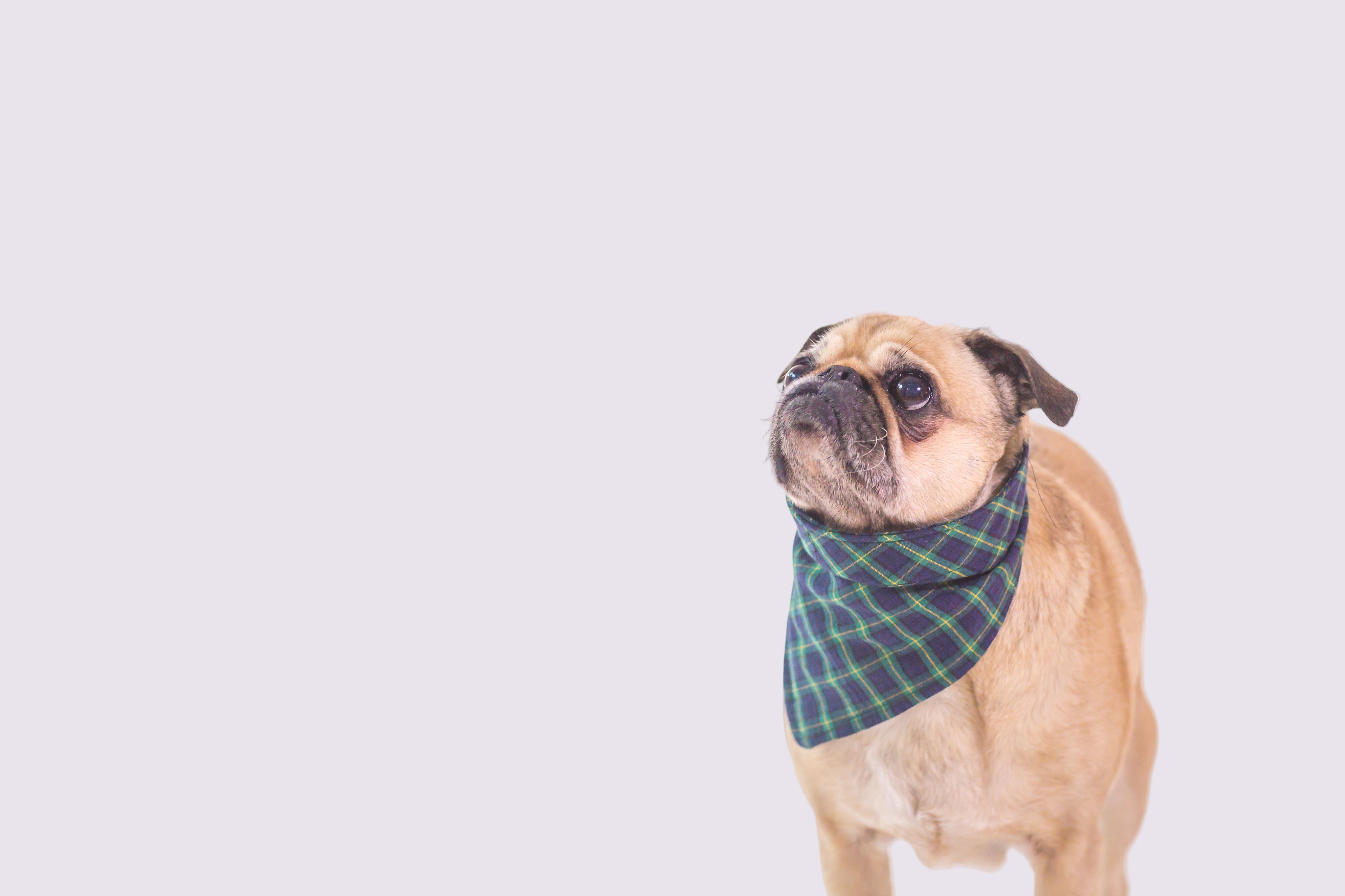 Small dog training treats – tiny bites and small fish cubes (Nibblie)