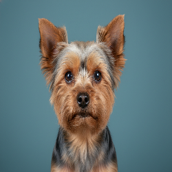 Yorkshire Terrier cool slate background