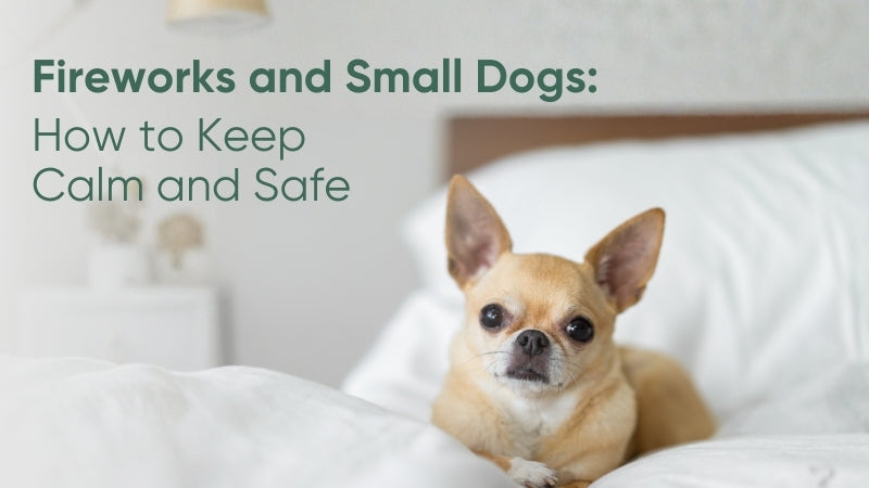 Bonfire Night with Small Dogs (UK): A Calm, Evidence-Led Guide