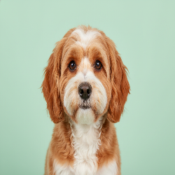 Cavapoo dog with a light green background