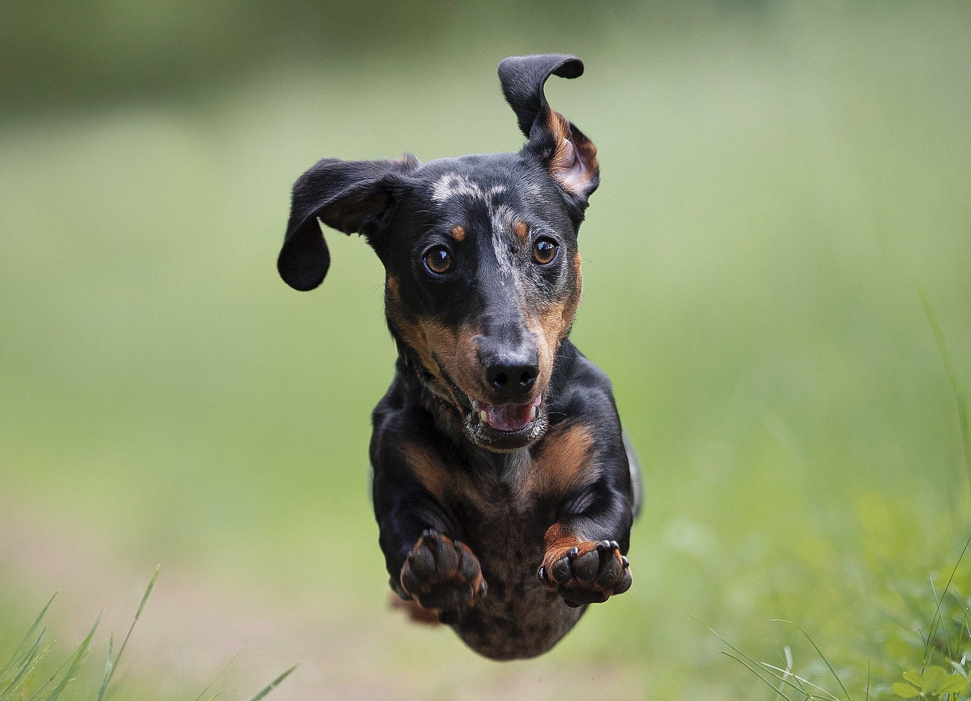 Dog with a unique hairstyle standing on grass