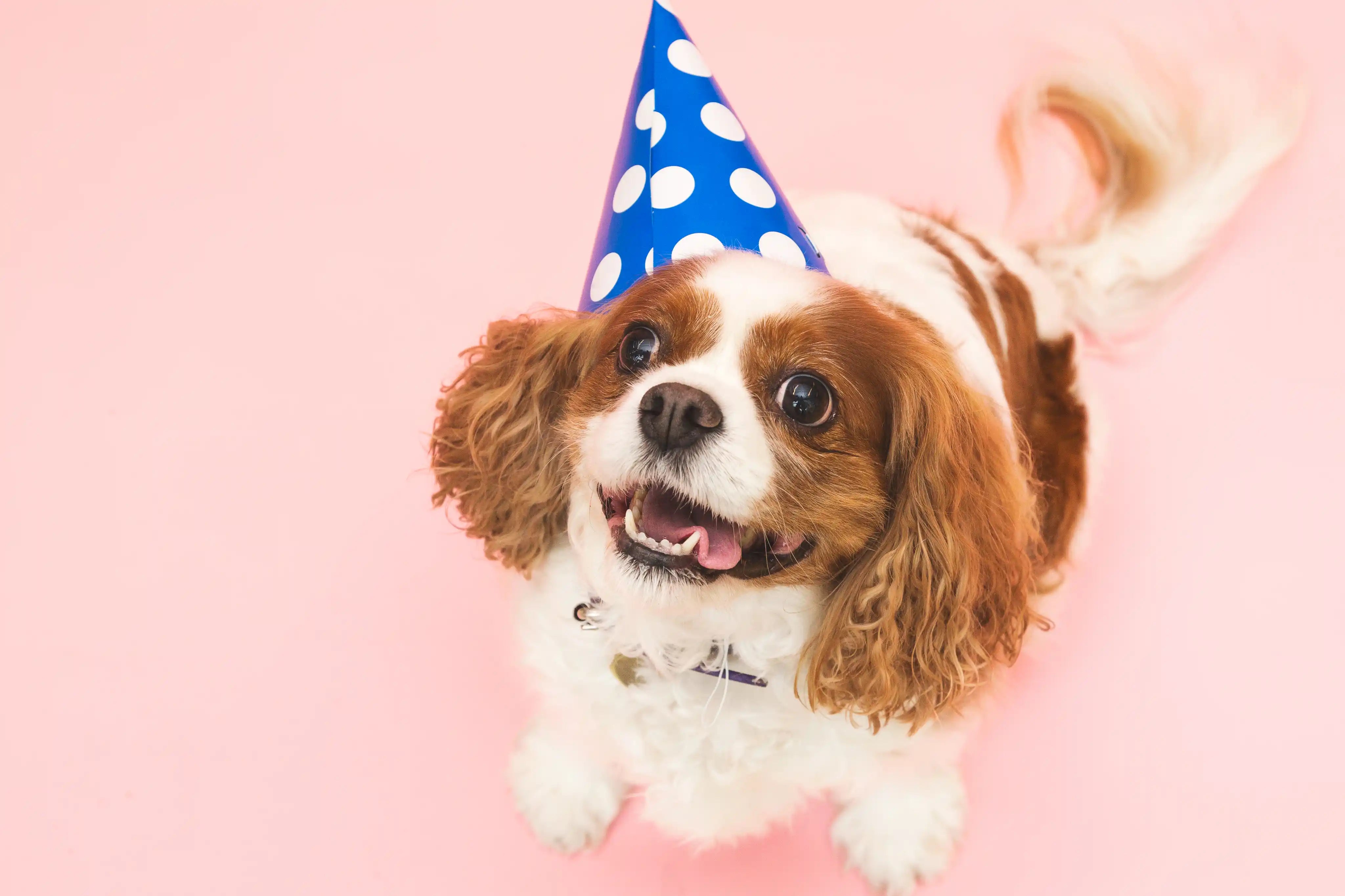 Dog wearing a blue party hat on a pink background