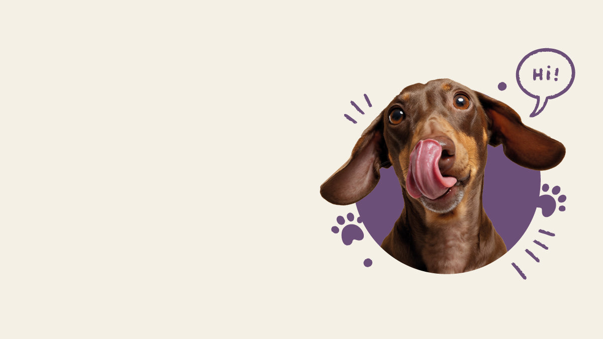 Small dachshund licking its nose in a purple circle with a “Hi!” speech bubble on a beige background.