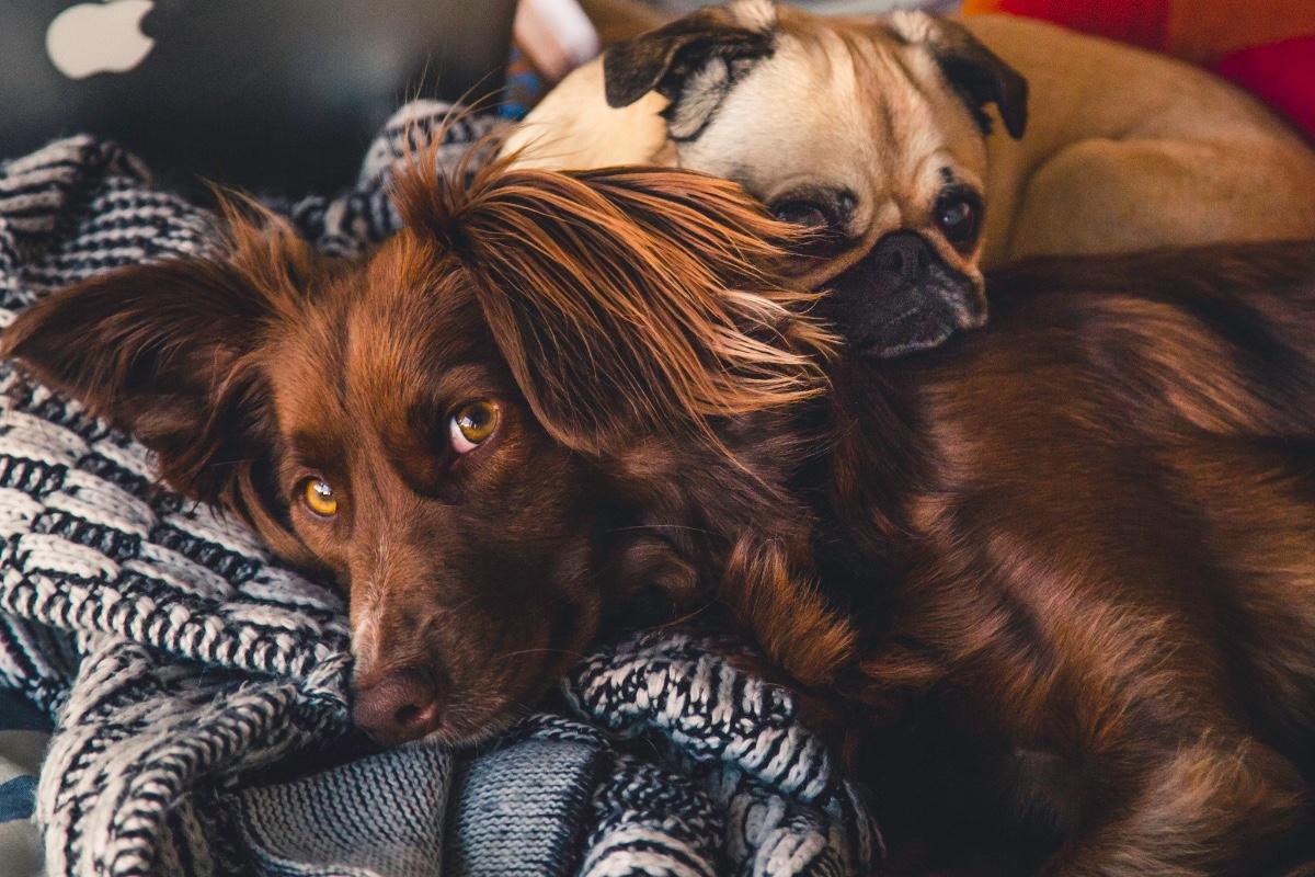 Two dogs, one brown and one pug, lying on a patterned blanket.